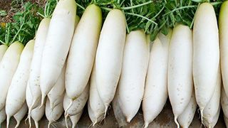 白蘿卜清洗機(jī)